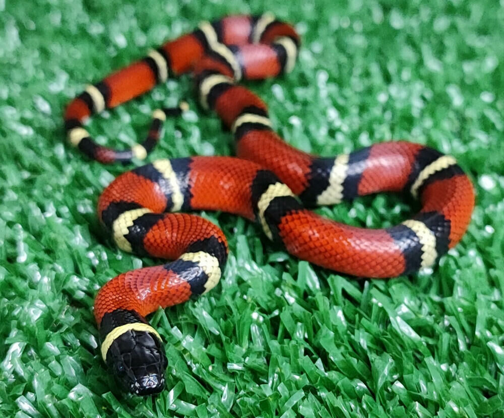 Imagem do King Snake